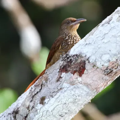 File:Dendrexetastes rufigula - Cinnamon-throated Woodcreeper.JPG
