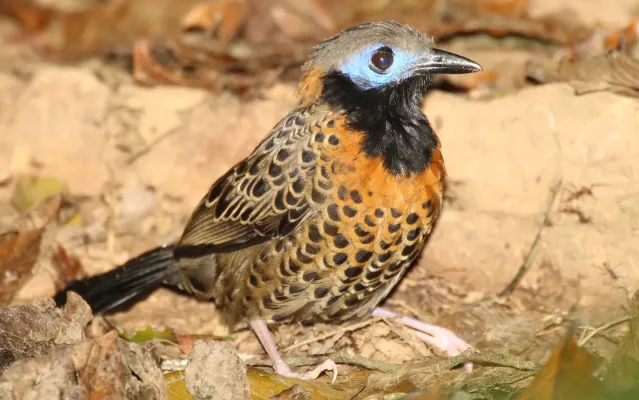 File:Phaenostictus-mcleannani-001.jpg