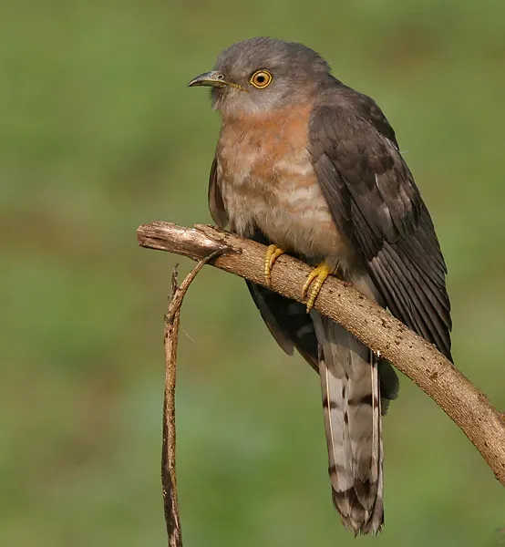 File:Common Hawk Cuckoo (Hierococcyx varius) at Narendrapur W IMG 4111.jpg