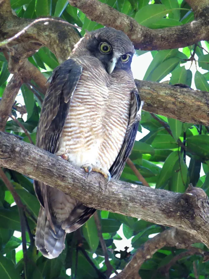 File:Ninox rufa - Rufous owl 2281.jpg