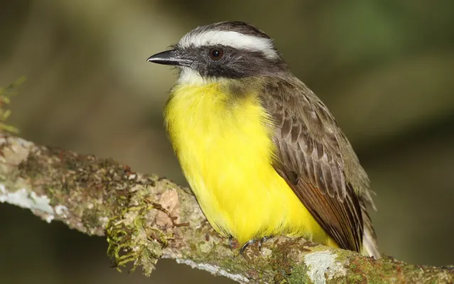 File:Myiozetetes-similis-001.jpg