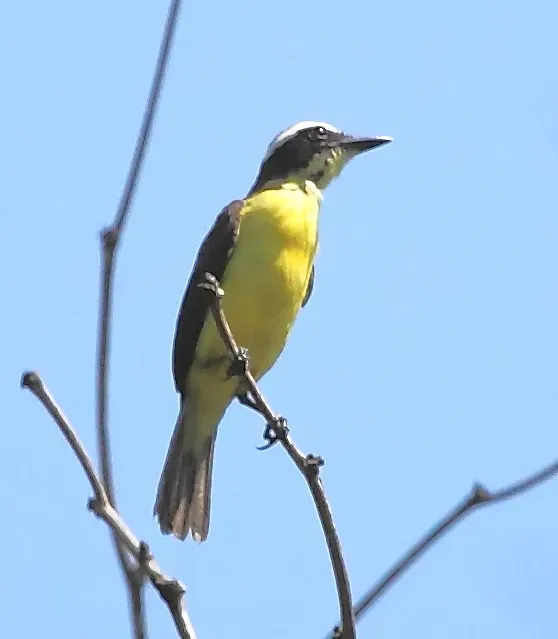 File:Conopias parvus - Yellow-throated Flycatcher.JPG