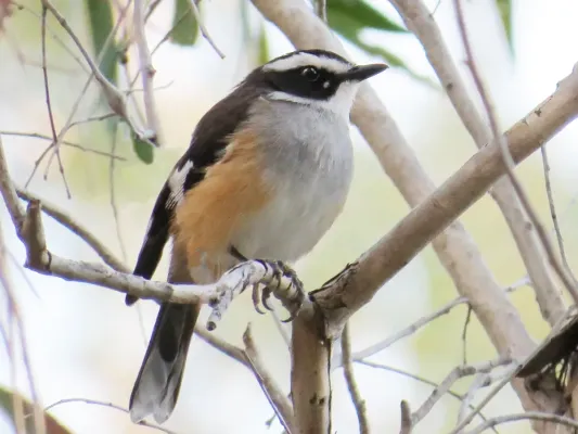 File:Poecilodryas cerviniventris - Buff-sided robin 699.jpg