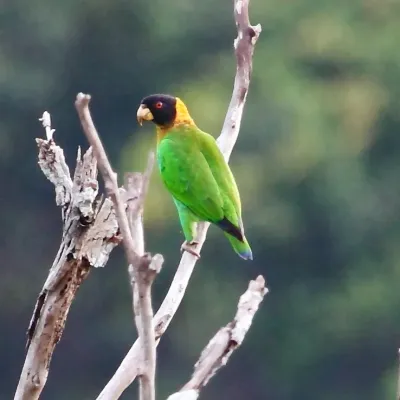 File:Pyrilia caica - Caica Parrot.JPG