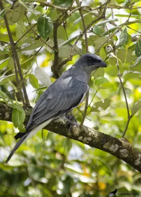 File:Large Cuckooshrike (Coracina macei).jpg