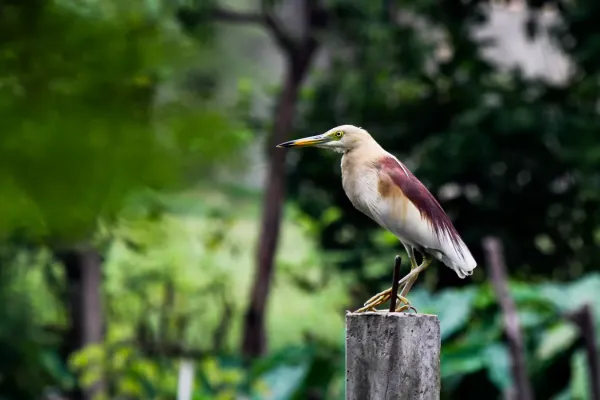 File:Pond Heron (Ardeola grayii) at Narayanganj, Bangladesh.jpg