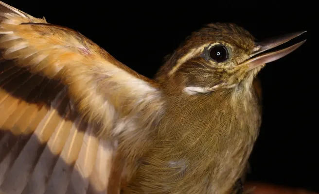 File:Xenops minutus (3782055872).jpg