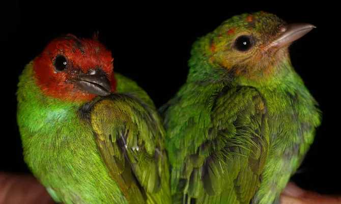 File:Tangara gyrola (Bay-headed Tanager) (14964873259).jpg