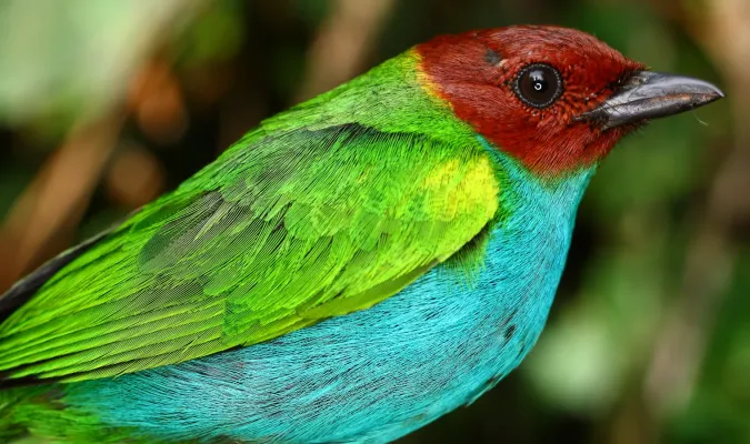 File:Tangara gyrola (Bay-headed Tanager) (15148563221).jpg