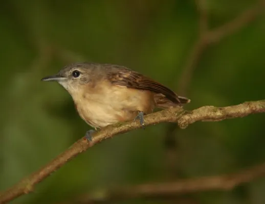 File:Myrmotherula axillaris (15150447962).jpg