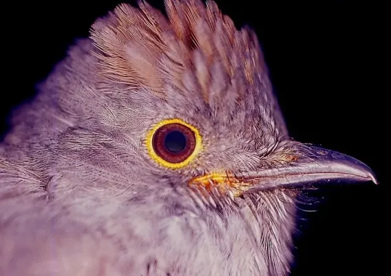 File:Lipaugus weberi (Chestnut-capped Piha) - Arriero Antioqueño (6929394022).jpg