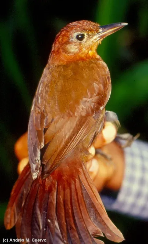 File:Clibanornis rubiginosus (Ruddy Foliage-gleaner) (7069142559).jpg