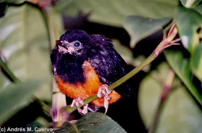 File:Hypopyrrhus pyrohypogaster (Red-bellied Grackle) (6916898658).jpg