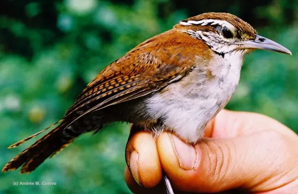 File:Thryophilus rufalbus (Rufous-and-white Wren) (7245413144).jpg
