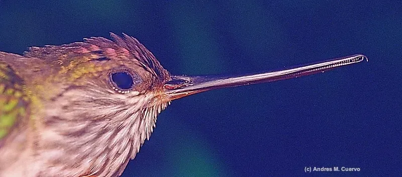 File:Androdon aequatorialis (Tooth-billed Hummingbird) (7162180046).jpg