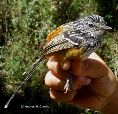 File:Drymophila striaticeps (Streak-headed Antbird) - male (7062565647).jpg