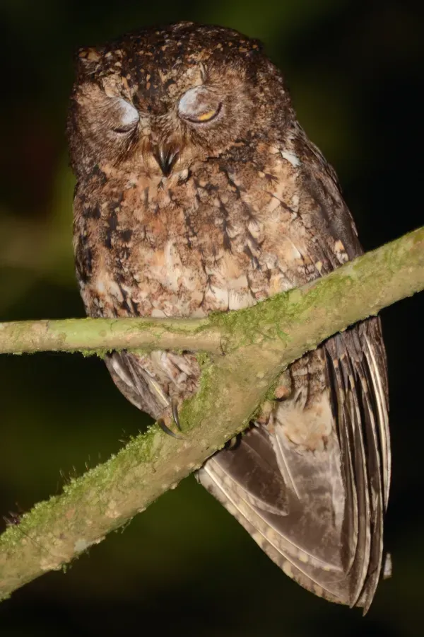 File:Otus manadensis(2) - Mahawu.JPG