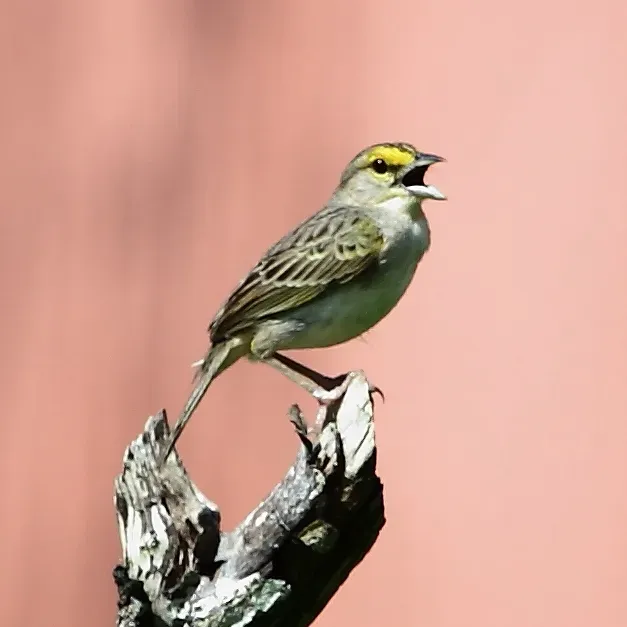File:Ammodramus aurifrons - Yellow-browed Sparrow.JPG