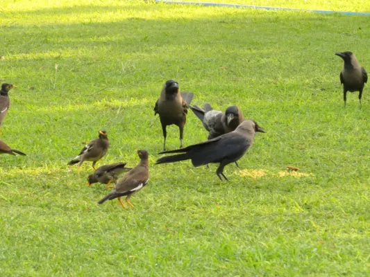 File:Corvus splendens and Acridotheres tristis (15291714901).jpg