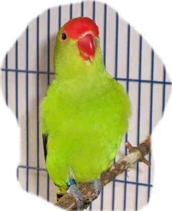 File:Agapornis taranta (male).jpg