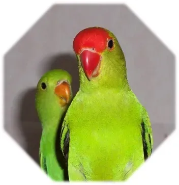 File:Agapornis taranta (female and male).jpg