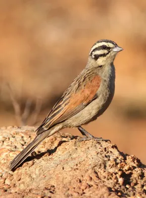 File:Cape Bunting, Emberiza capensis at Suikerbosrand Nature Reserve, Gauteng, South Africa.jpg