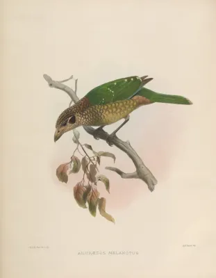 File:Ailuroedus melanotis.jpg