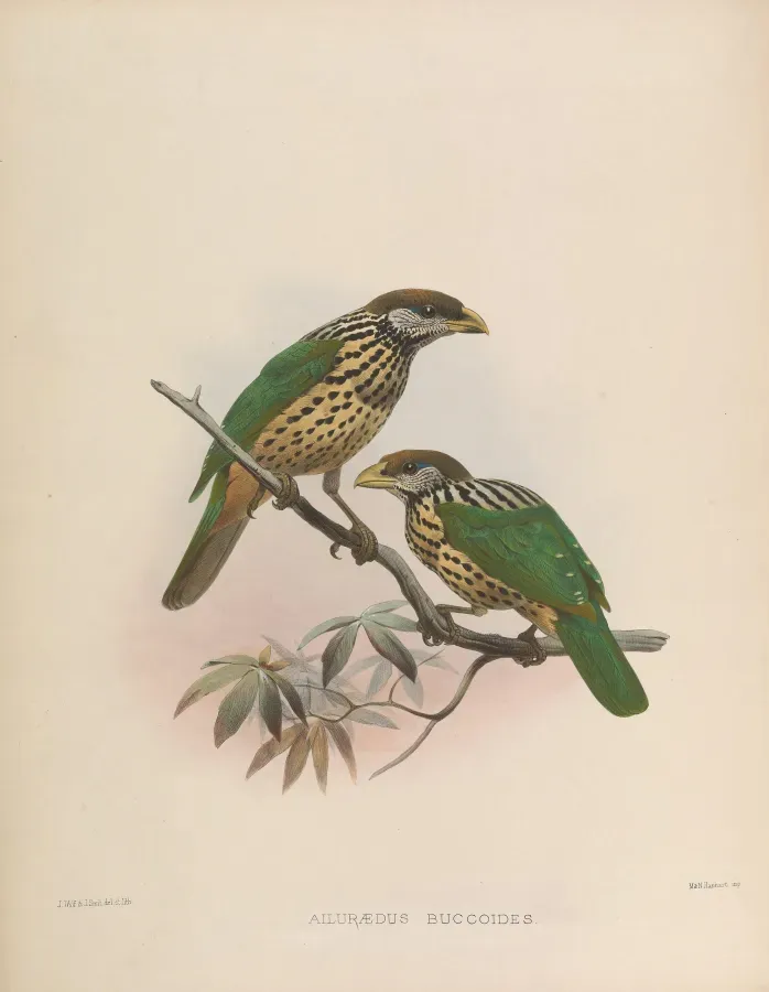 File:Ailuroedus buccoides.jpg