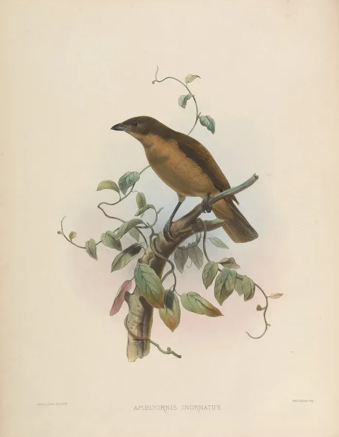 File:Amblyornis inornata.jpg