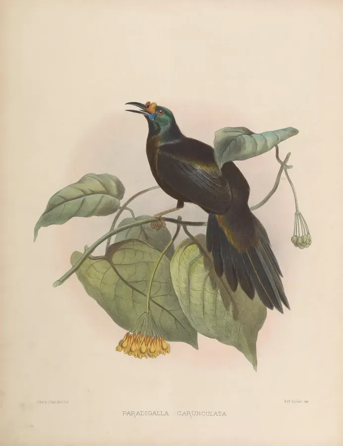 File:Paradigalla carunculata.jpg