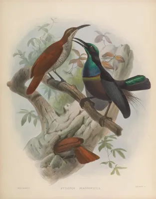 File:Ptiloris magnificus2.jpg