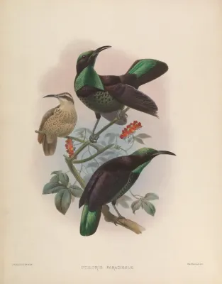 File:Ptiloris paradiseus.jpg
