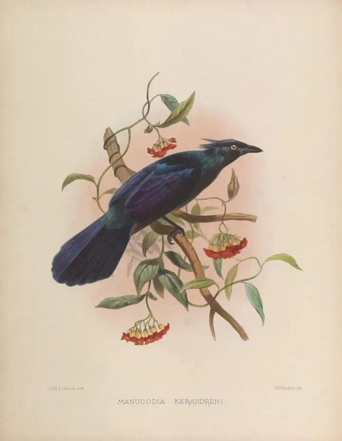 File:Phonygammus keraudrenii.jpg