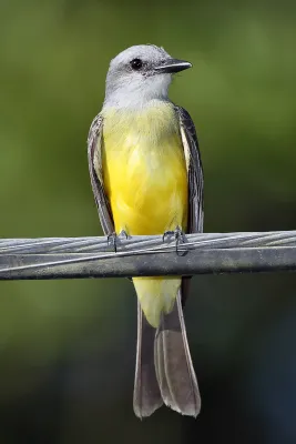File:Tyrannus-melancholicus-001.jpg