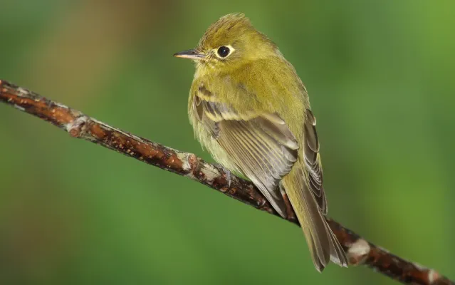 File:Empidonax-flavescens-001.jpg