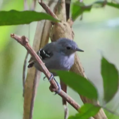 File:Isleria hauxwelli - Plain-throated Antwren (male).JPG