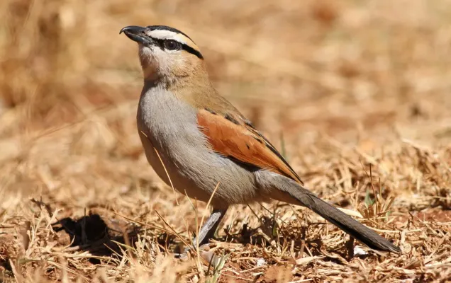File:Black-crowned Tchagra, Tchagra senegala.jpg