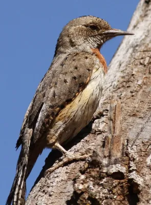 File:Red-throated Wryneck, Jynx ruficollis.jpg
