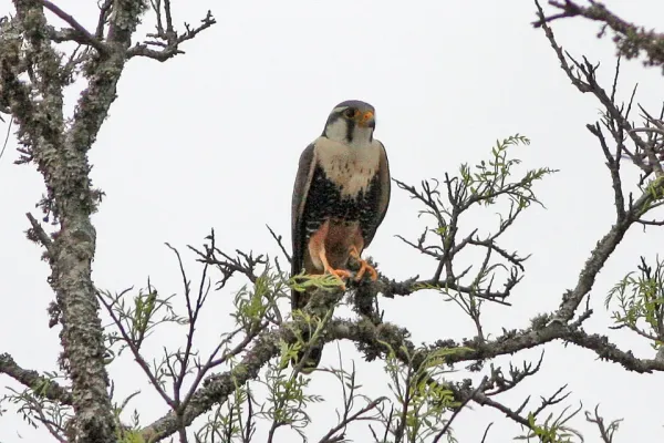 File:Falco femoralis, Las Lajitas, Salta, Argentina.jpg