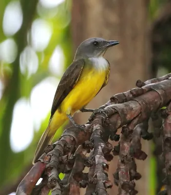 File:Tyrannopsis sulphurea - Sulphury Flycatcher.JPG