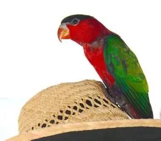 File:Lorius hypoinochrous - perching on a hat.jpg