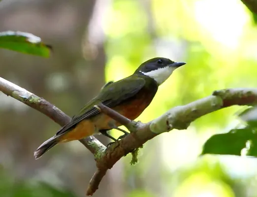 File:Heterocercus flavivertex - Yellow-crowned Manakin.JPG