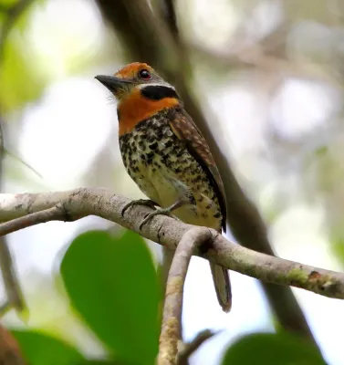 File:Bucco tamatia - Spotted Puffbird.JPG