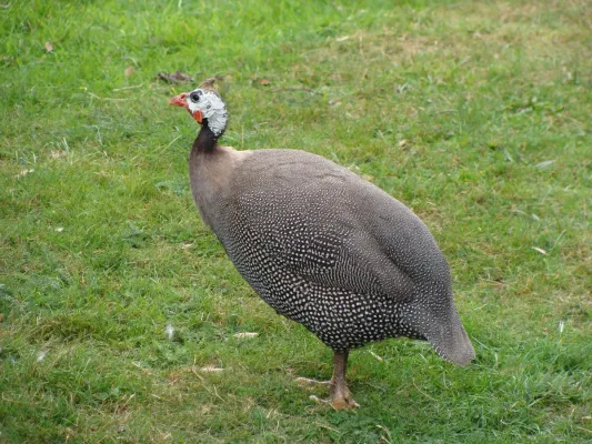 File:Numida meleagris.001 - Woburn Safari Park.JPG