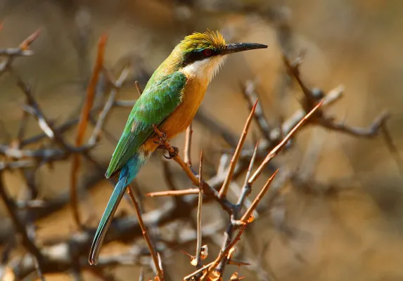 File:Somali Bee-eater, Merops revoilii.jpg