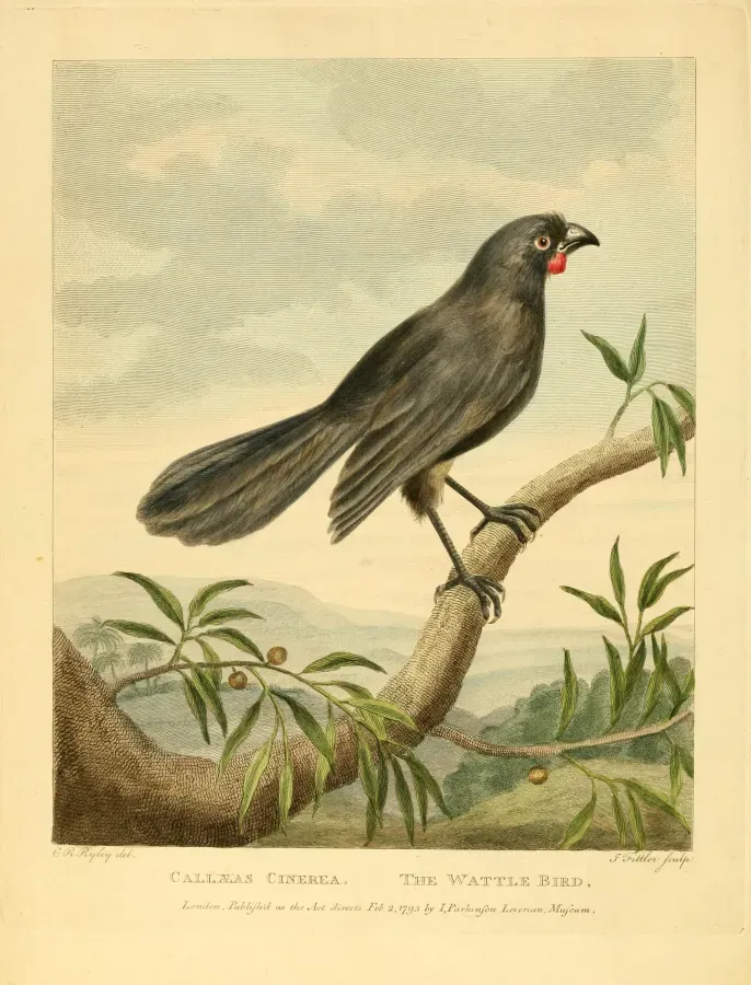 File:Callaeas cinereus by Charles Reuben Ryley.jpg