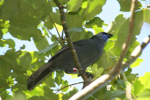 File:Callaeas wilsoni, Tiritiri Matangi Island 1.jpg