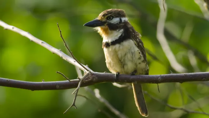 File:Hypnelus ruficollis - Russet-throated Puffbird.jpg