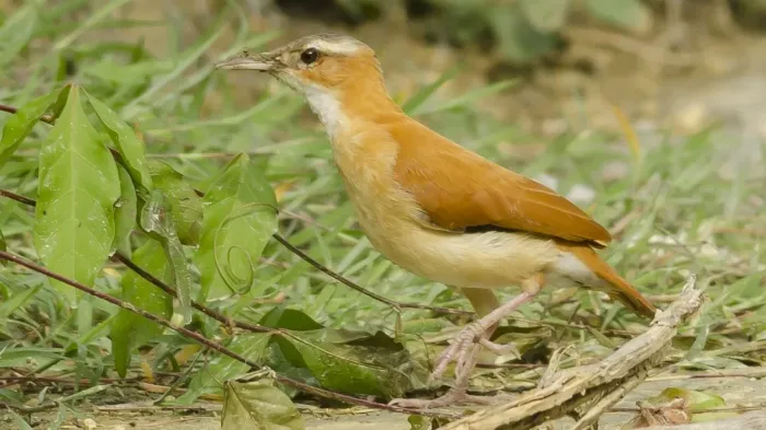 File:Furnarius longirostris - Caribbean Hornero; Puerto Colombia, Atlántico, Colombia.jpg