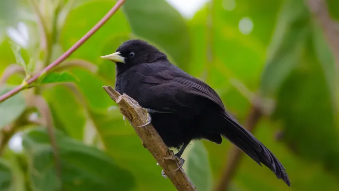 File:Amblycercus holosericeus.jpg